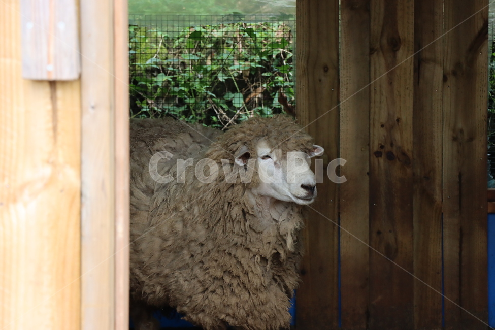 양떼목장,양,목장,동물,animal,sheep,동물,animal,포유류,mammal