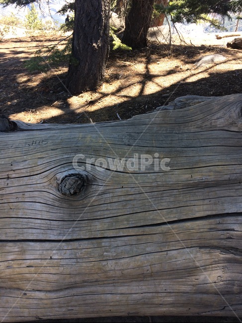 나무,질감,거친,자연,단단한목재,목재,바닥,무늬,표면,텍스처,texture,wood,나이테,결