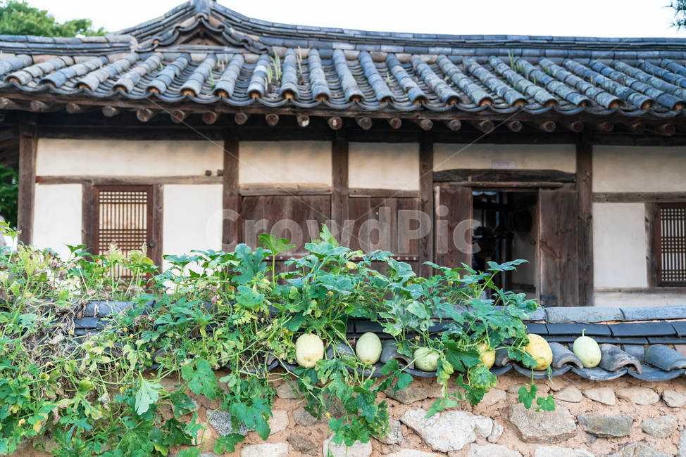 전통,경복궁,고궁,대한민국,서울,한옥,경치,야외,처마,지붕,기와,목조,목재,목조건물,문화재,조선시대,색깔,건축,한적한,조용한,역사,소박한,담장,넝쿨,식물,녹색,한국전통,한국문화,korean traditional,korean culture,건축물,건물외관,exterior,building,structure,architecture,construction