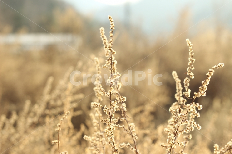자연,갈대,가을,reed,fall,가을사진,자연사진,갈대사진,가을,계절,fall,autumn,season,식물,자연,plants,nature,감성,sensible,feeling,grass,잔디,plant,lawn