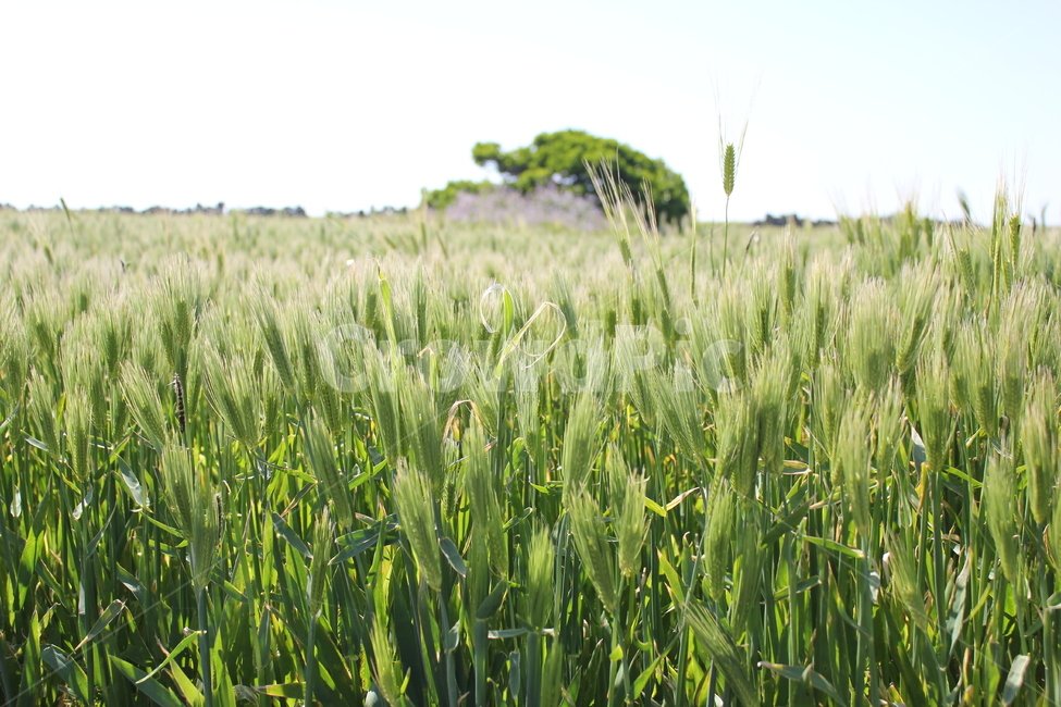 제주도,가파도,청보리,봄,풍경,jeju,gapado,foragebarley,spring,landscape,한국,자연,nature,힐링,healing,korea,봄,계절,spring,season,자연,풍경,nature,landscape,plant,식물,vegetation,초목