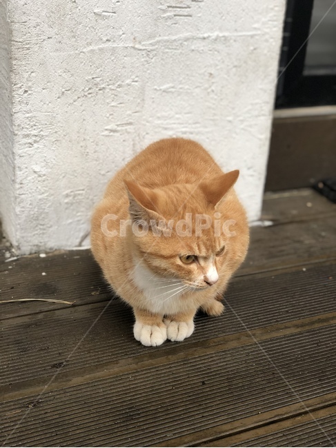 길고양이,고양이,동물,고양이발,앉아있는
