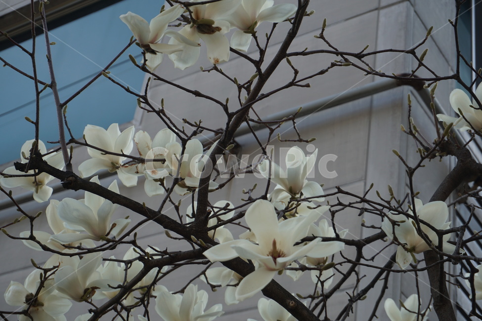 목련,흰색,나무,꽃,봄꽃,식물,자연,plants,nature,꽃,flower