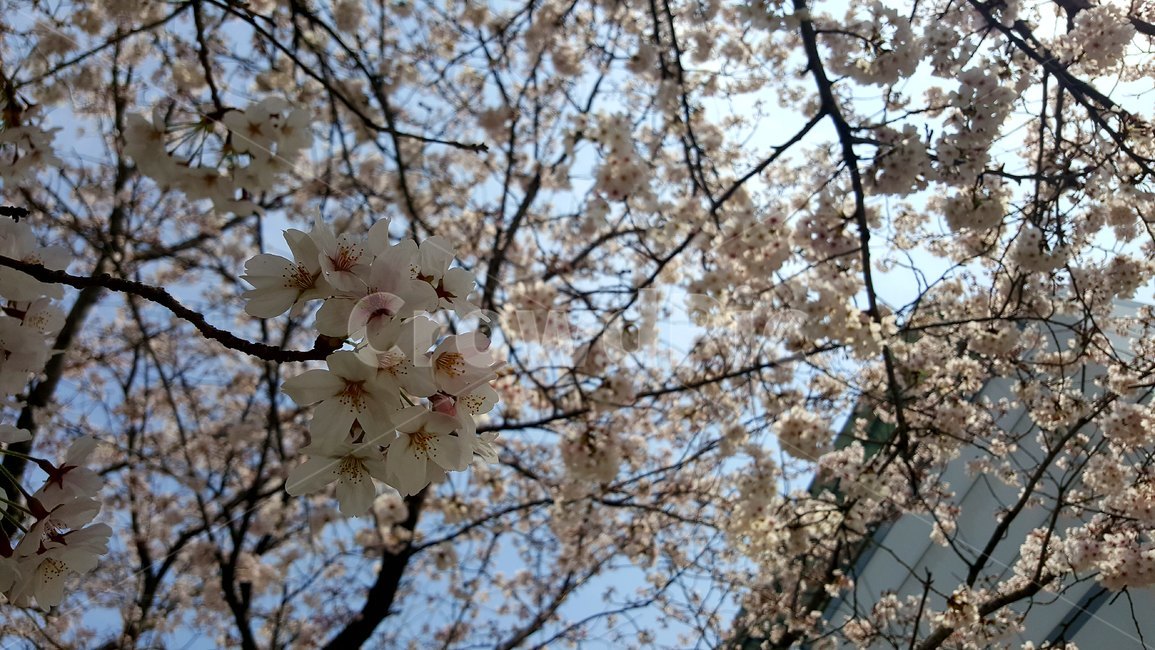 봄,꽃,벚꽃,화사함,따뜻,산뜻,향기로운,밝은,풍족함,봄,계절,spring,season,식물,자연,plants,nature,꽃,flower,plant,blossom,cherry blossom
