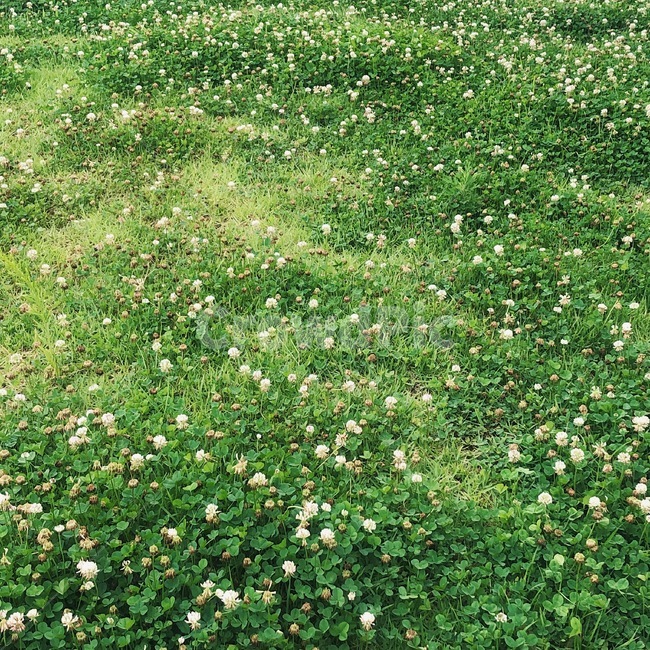 토끼풀,꽃,풀,자연,식물,풍경,감성,여름,여름풍경,landscape