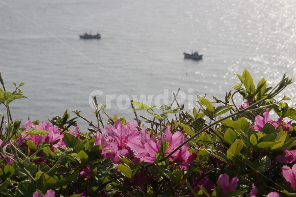바다,동해,배,선체,철쭉,sea,eastsea,ship,royalazalea