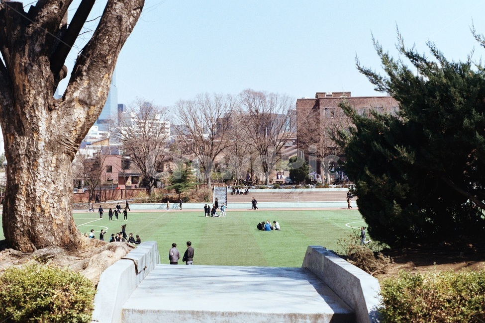학교,운동장,나무,학생,잔디,도시,풍경,city,landscape,grass,plant,식물