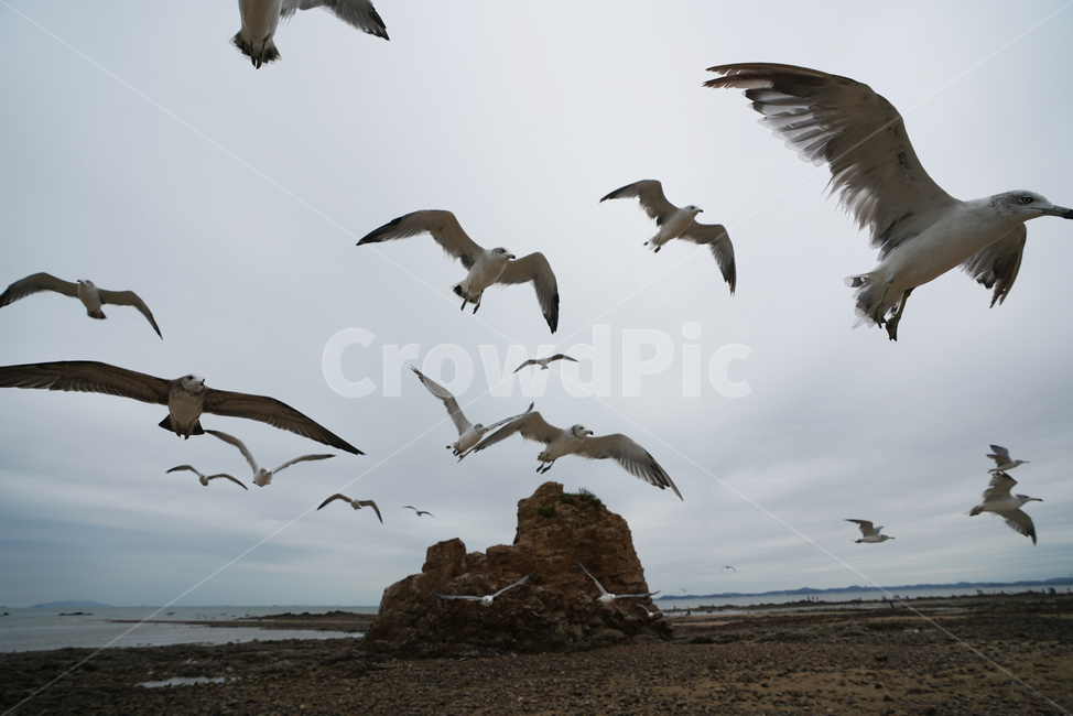 commongull,갈매기,새우깡,animal,동물,바다,해변,beach,제부도,동물,animal,조류,새,birds