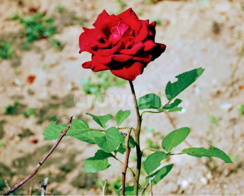 빨강,꽃,식물,장미,하나,한송이,어린왕자,식물,자연,plants,nature,꽃,flower