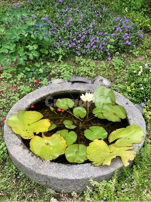식물,outdoors,정원,수초,여름