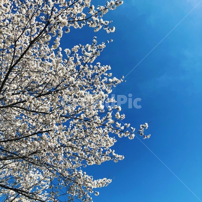 식물,벚꽃,하늘,자연,봄,봄,계절,spring,season,식물,자연,plants,nature,꽃,flower,나무,trees,wood