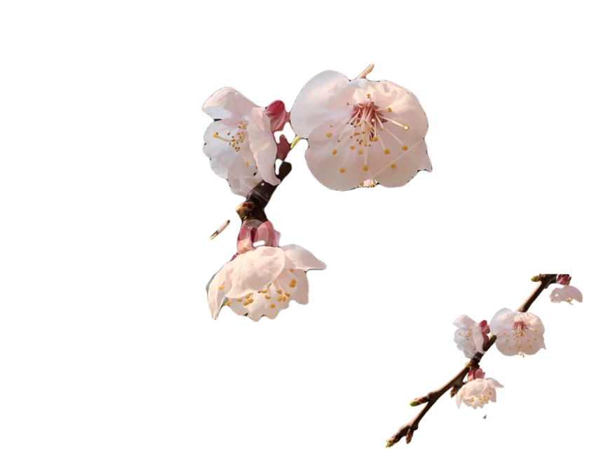 누끼,매화,봄,꽃,투명배경,자연,background,식물,plant,plum,flower,spring,nature