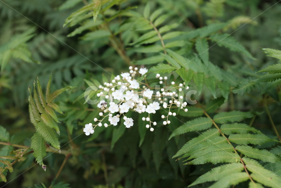 풀,숲,꽃,하얀꽃,작은꽃,흰색,하얀색,식물,자연,plants,nature,꽃,flower