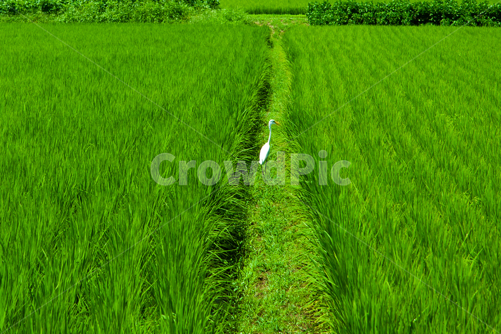 grassland,outdoors,옥외,field,nature,자연,animal,동물,bird,새,패디필드,countryside,농업,농사,agriculture,farming,farming industry