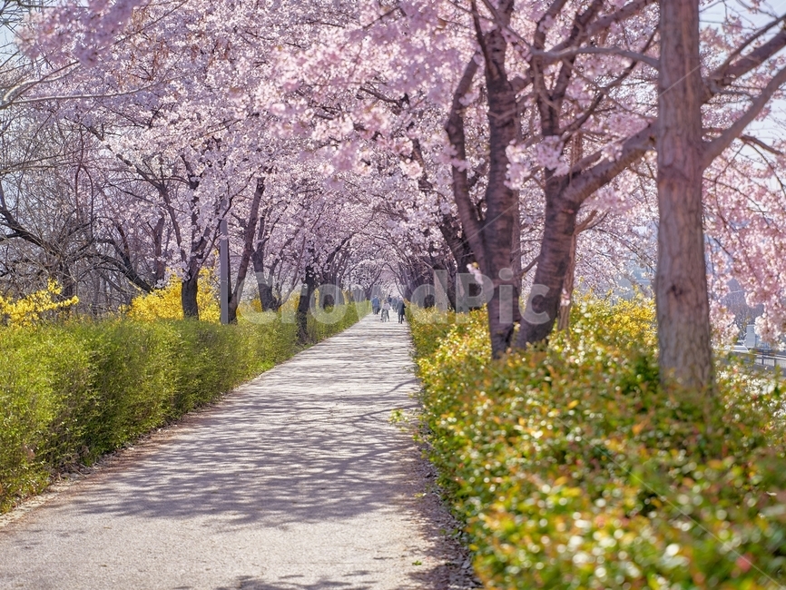 벚꽃,봄,나들이,벚꽃엔딩,blossom,flower