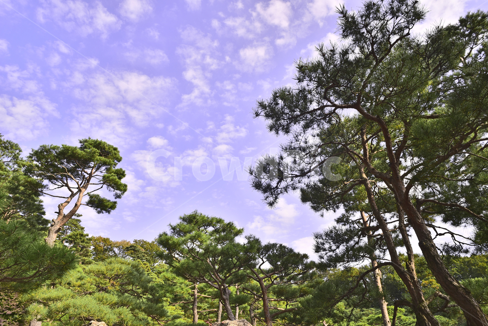 소나무,화담숲,정원,가든,수목원,침엽수,상록수,파인트리,pinetree,forest,green,tree,plant,나무,식물,vegetation,초목,background,풍경,배경,백그라운드,한국자연경관,숲,그리너리,자연,네추럴,natural,환경,environment,healing,힐링,한국자연풍경,아웃도어,옥외,야외,outdoor,landscape,자연,풍경,nature,landscape