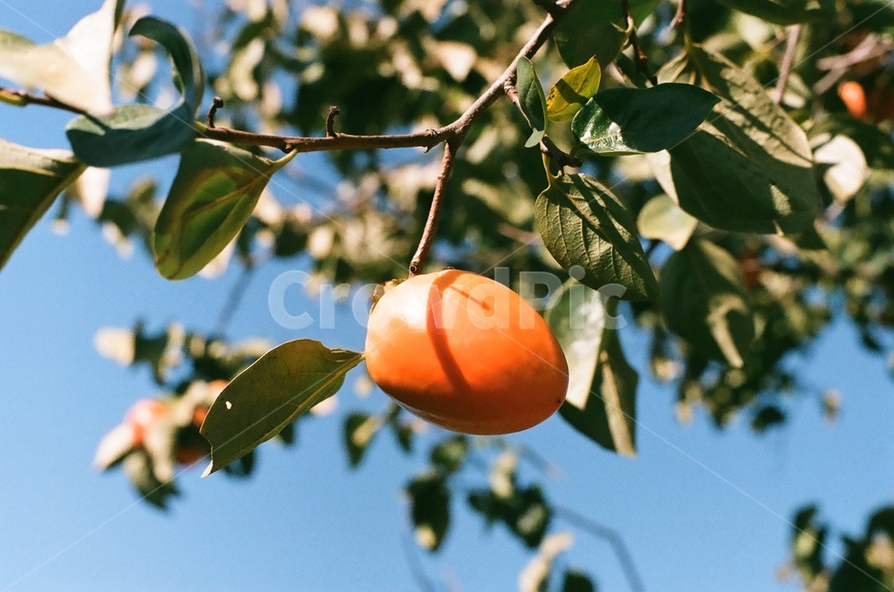 가을,감,자연,풍경,하늘,가을,계절,fall,autumn,season,식물,자연,plants,nature,과일,열매,fruit,plant,food,음식,persimmon