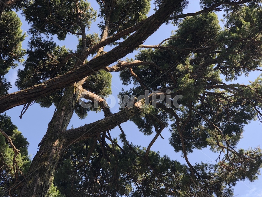 나무,하늘,풍경,자연,소나무,tree,sky