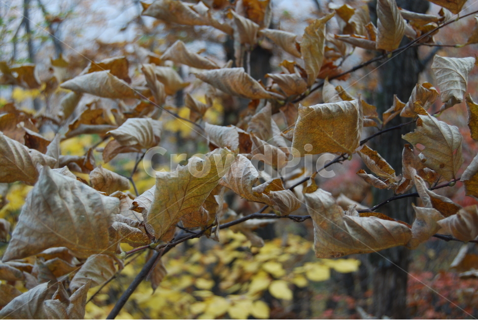 천마산,가을,낙엽,자연,공원,가을,계절,fall,autumn,season,식물,자연,plants,nature,ice,빙,outdoors,옥외