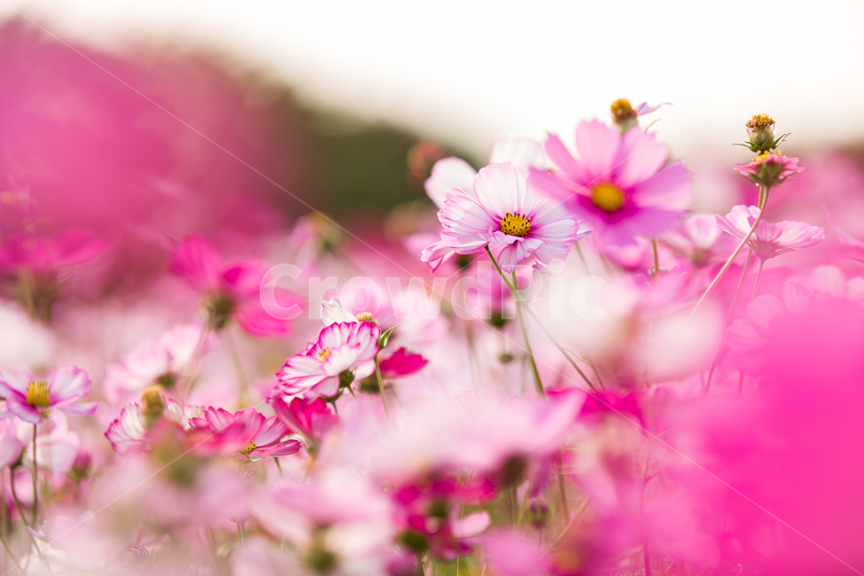 코스모스,가을배경,코스모스배경,꽃배경,cosmos,pink,flower,가을,예쁜꽃배경,꽃,자연,핑크꽃,식물,자연,plants,nature,꽃,flower