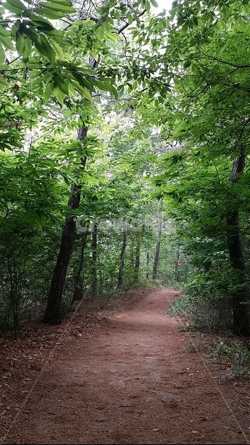 숲속,자연,숲,산속,산
