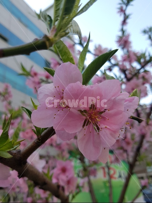 벚꽃,꽃,식물,봄,꽃잎,봄,계절,spring,season,식물,자연,plants,nature,꽃,flower,plant,blossom