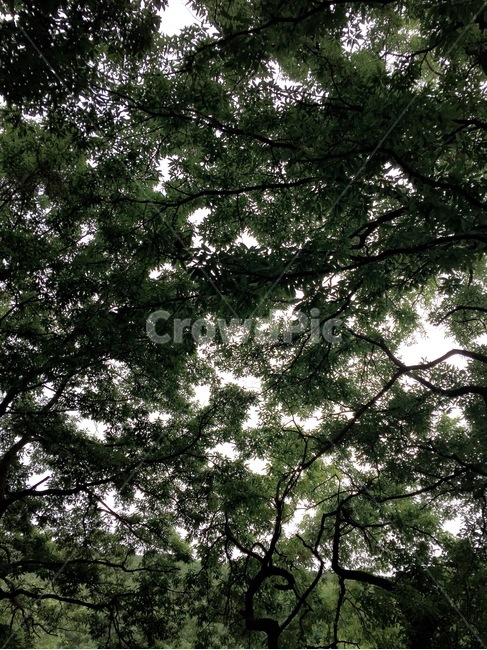 자연,숲속,나무,초록,하늘,숲,자연,풍경,nature,landscape,tree,plant,식물,tree trunk,나무 줄기