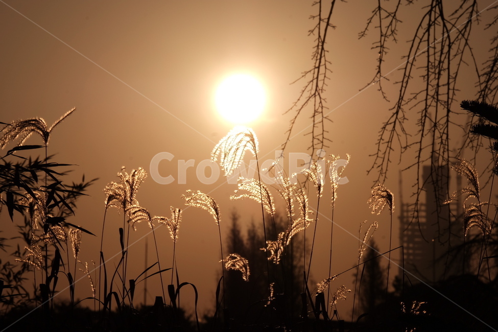 갈대,노을,아침햇살,황금빛,갈대숲,골든아워,억새,가을,계절,fall,autumn,season,자연,풍경,nature,landscape,grass,잔디,plant,식물,lawn