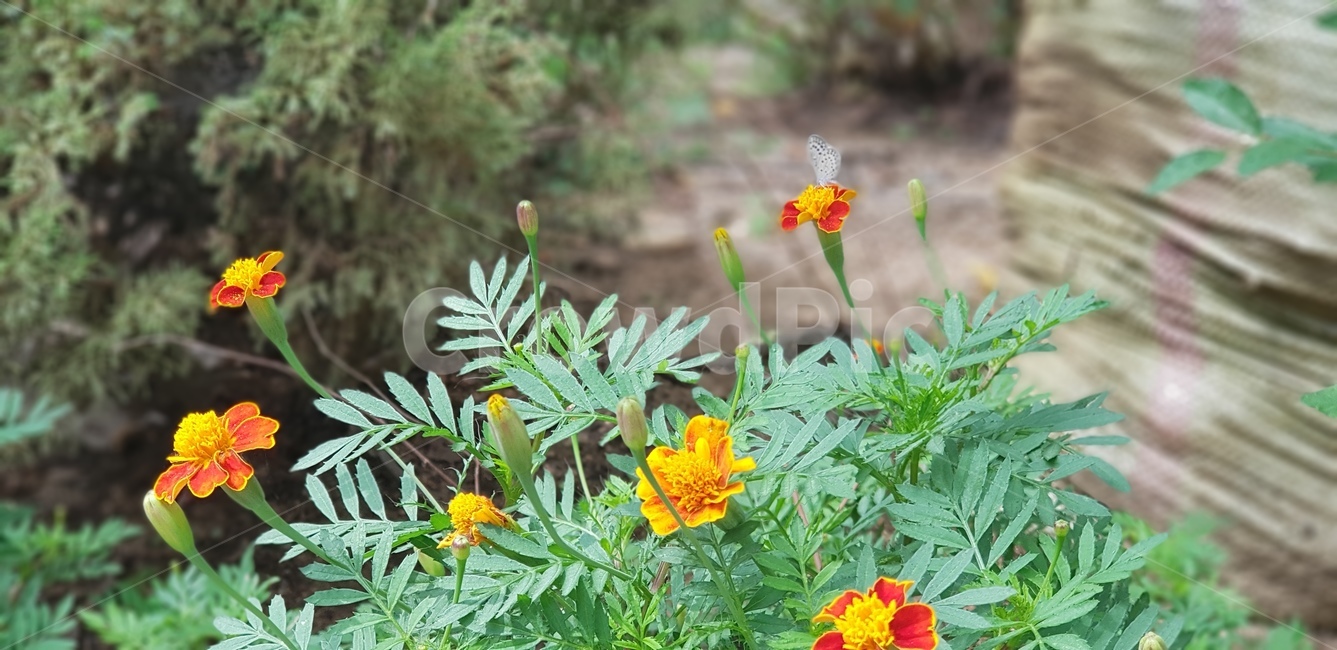 꽃,화분,주황,색깔,화단,식물,줄기,pottedplant,vase,planter,herbs