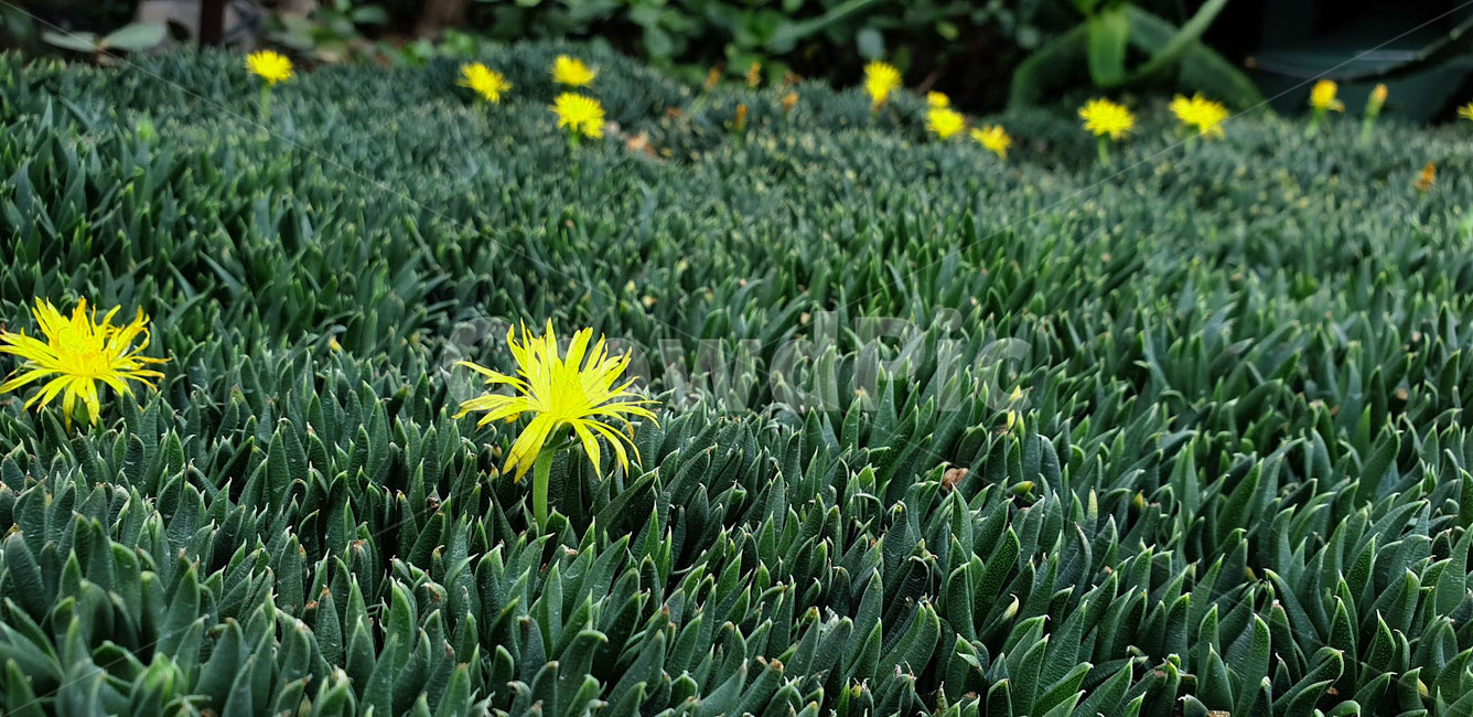 식물,잔디,grass,plant,노란꽃