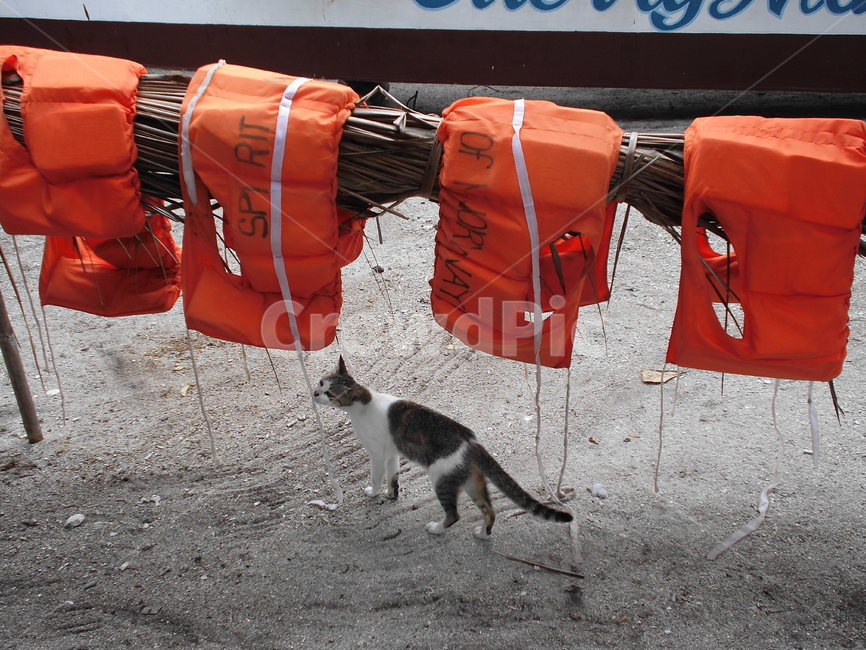 고양이,냥냥,고양님,캣,동물,동물,animal,포유류,mammal,고양이,cat,kitten,kitty