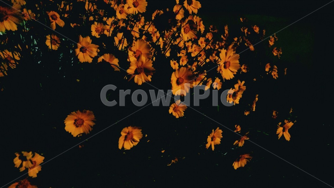 밤,코스모스,꽃,자연,식물,노랑,plants,flower,yellow,cosmos,야경,밤,풍경,nightscape,night,landscape,식물,자연,plants,nature,꽃,flower,plant,leaf,잎