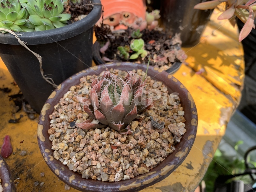다육,식물,흙,화분,장식