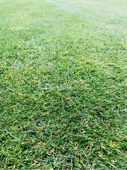 plant,식물,grass,잔디,천연잔디