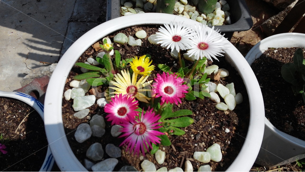 꽃,노랑색꽃,빨강색꽃,화분,정원,텃밭,식물,자연,plants,nature,꽃,flower