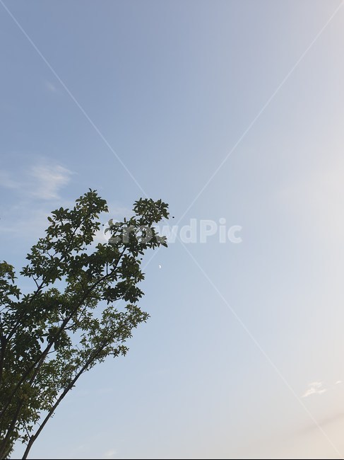 달,나무,하늘,감성,sky