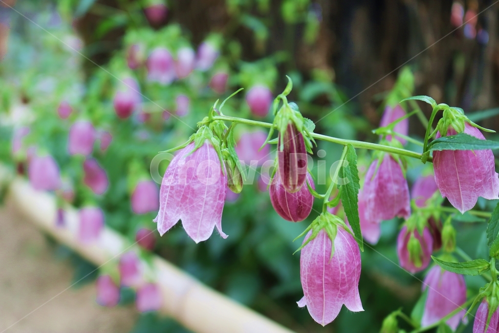 꽃,초롱꽃,보라색,flower,purple,색깔,색상