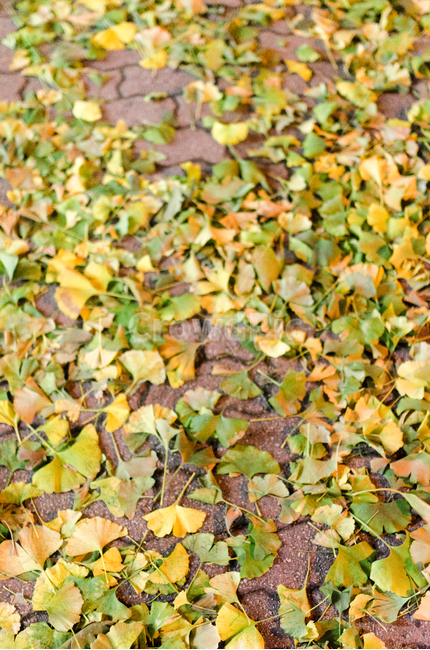 낙엽,은행잎,초록,노랑,야경,가을,계절,fall,autumn,season,ground,바닥,plant,식물,leaf,잎
