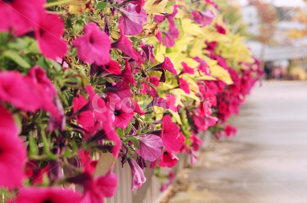 꽃,가을,나팔꽃,morningglory,분홍색,공원,pinkflower,분홍색꽃,식물,자연,plants,nature,꽃,flower