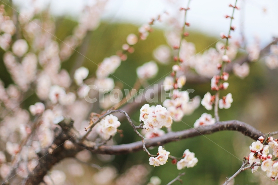 매화,매화마을,매화꽃,꽃,매화축제,봄,계절,spring,season,식물,자연,plants,nature,꽃,flower,plant,blossom