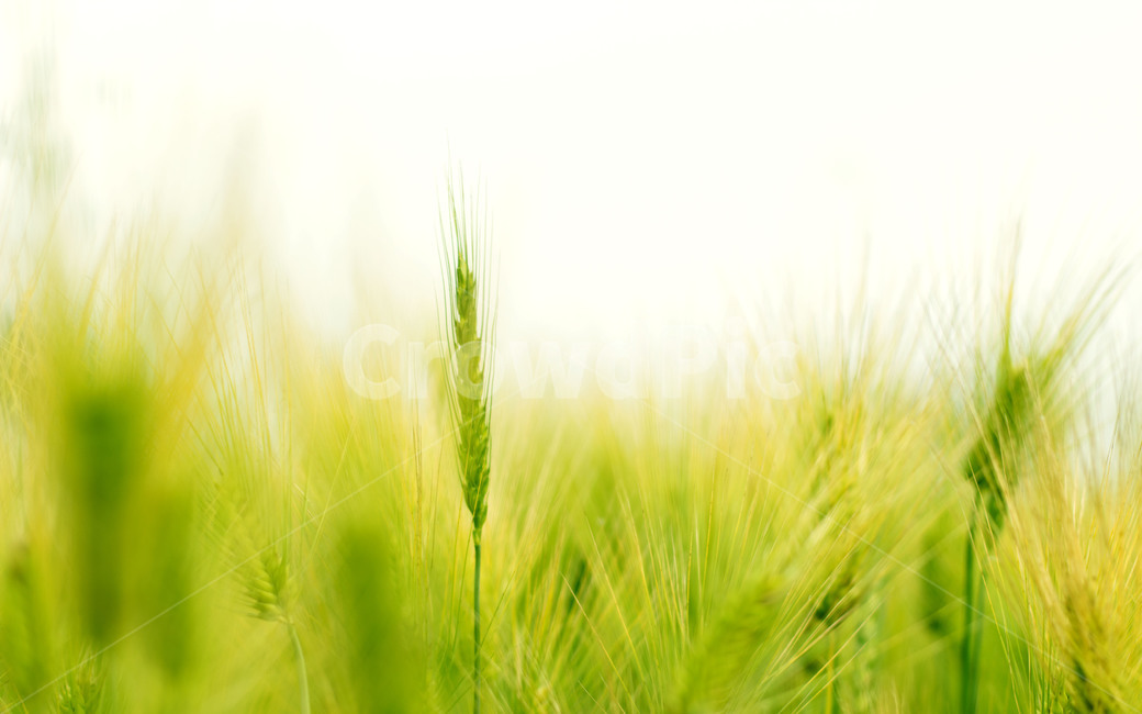 보리,보리밭,청보리,청보리밭,자연,초록,녹색,green,들판,foragebarley,barley,barleyfield,nature,naturally