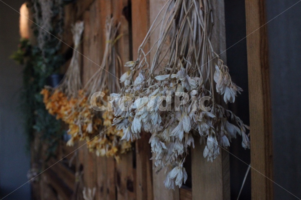 꽃,실내인테리어,인테리어,소품,드라이플라워,실내,장식,꽃,flower,인테리어,실내디자인,interior design