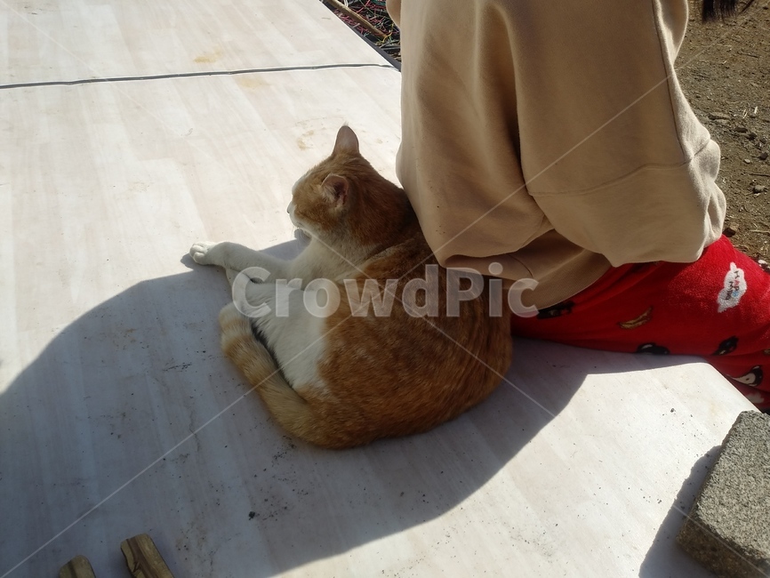 고양이,사람,동물,기댐,평상,마루,그림자,cat,animal,친구