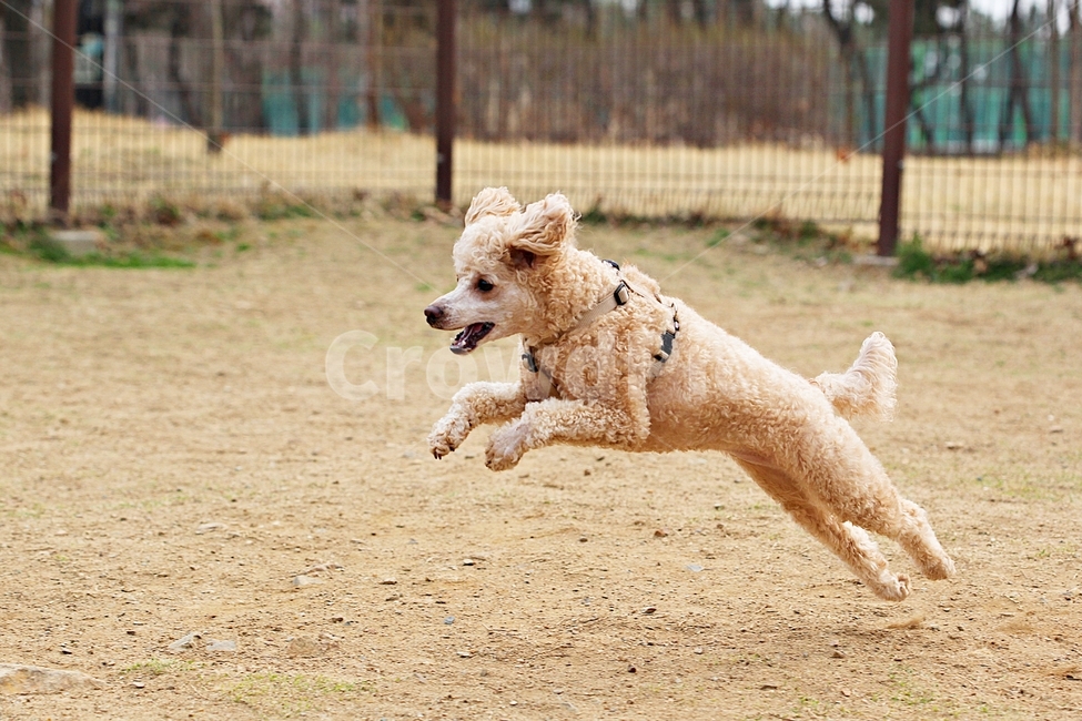 스텐다드푸들,개,애완견,운동,배경,동물,animal,포유류,mammal,개,강아지,dog,doggy