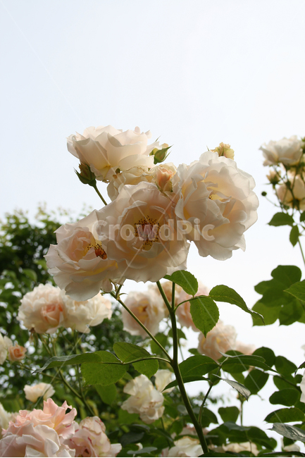 장미,rose,식물,flower,plants,nature,꽃,꽃봉오리,식물,자연,plants,nature,꽃,flower