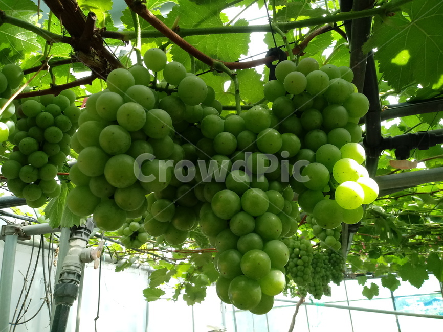 포도,과일,열매,거봉,식물,과일,열매,fruit