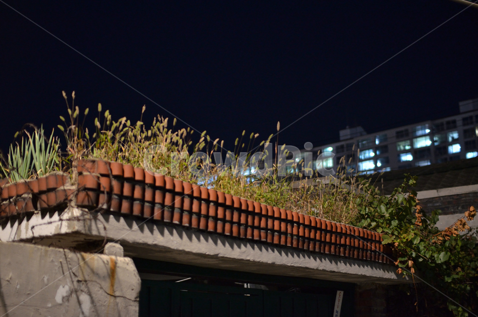 roof,지붕,강아지풀,옛날,건물,문