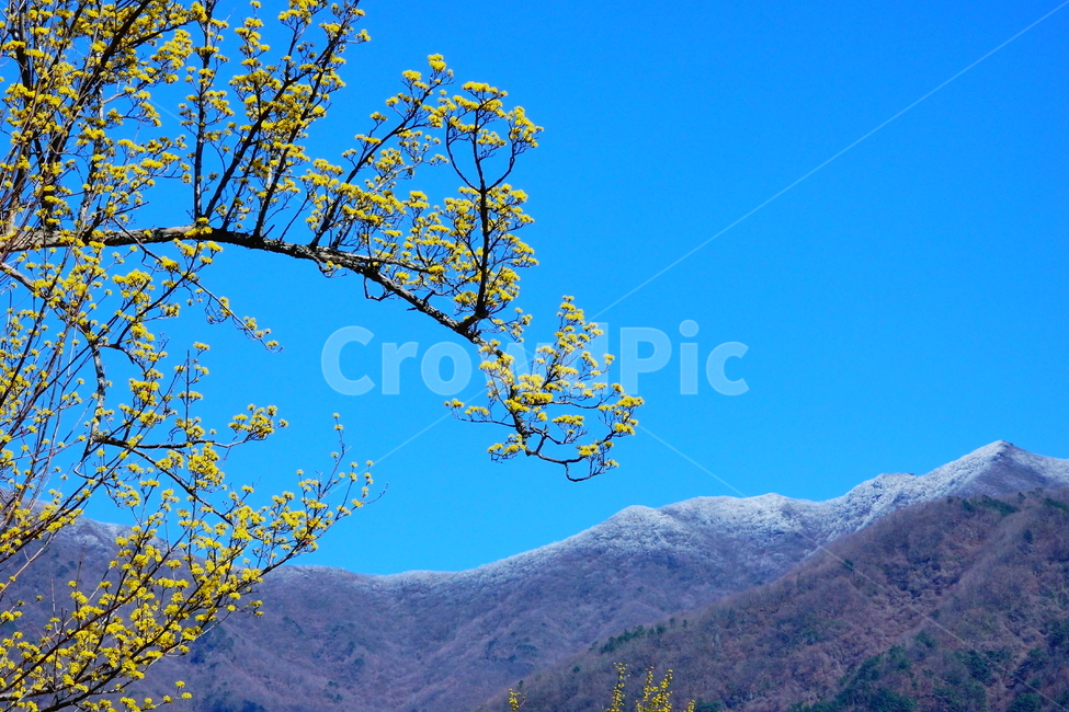 nature,mountain,산수유,구례,봄,춘설,지리산,자연,풍경,nature,landscape
