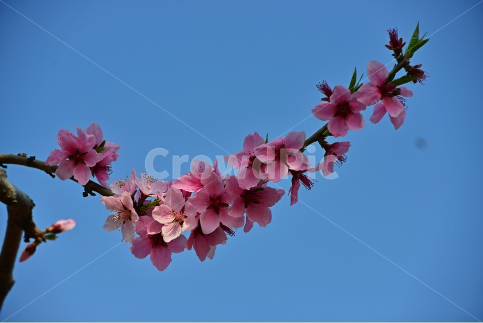 plant,식물,blossom,flower,복사꽃,복숭아꽃,꽃,분홍꽃,봄