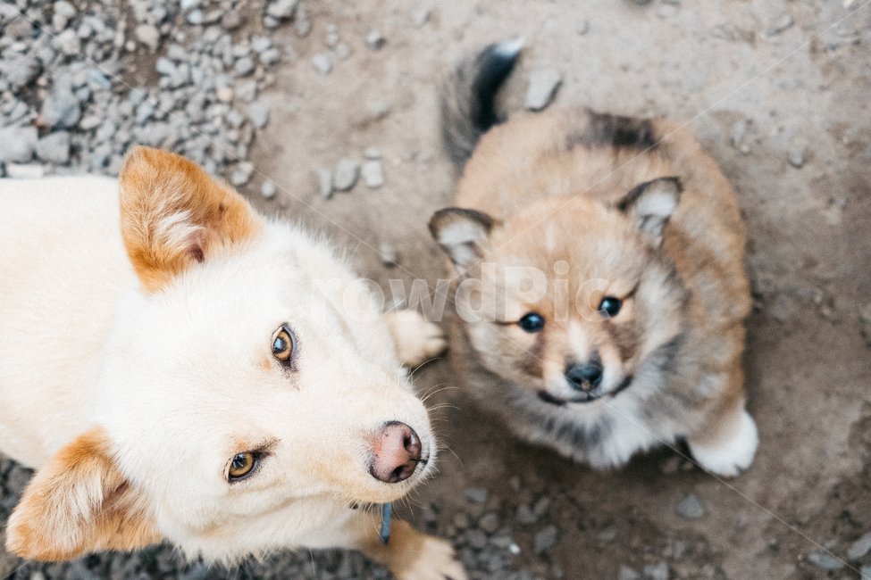 멍멍이,강아지,댕댕이,dog,똥개,귀여운,동물,아기강아지,개,동물,animal,포유류,mammal,개,강아지,dog,doggy